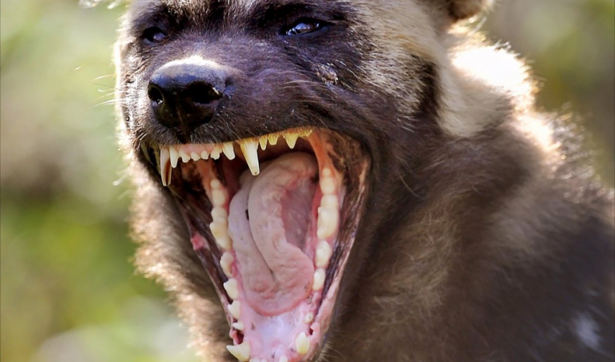 Собака Дикая бешеная