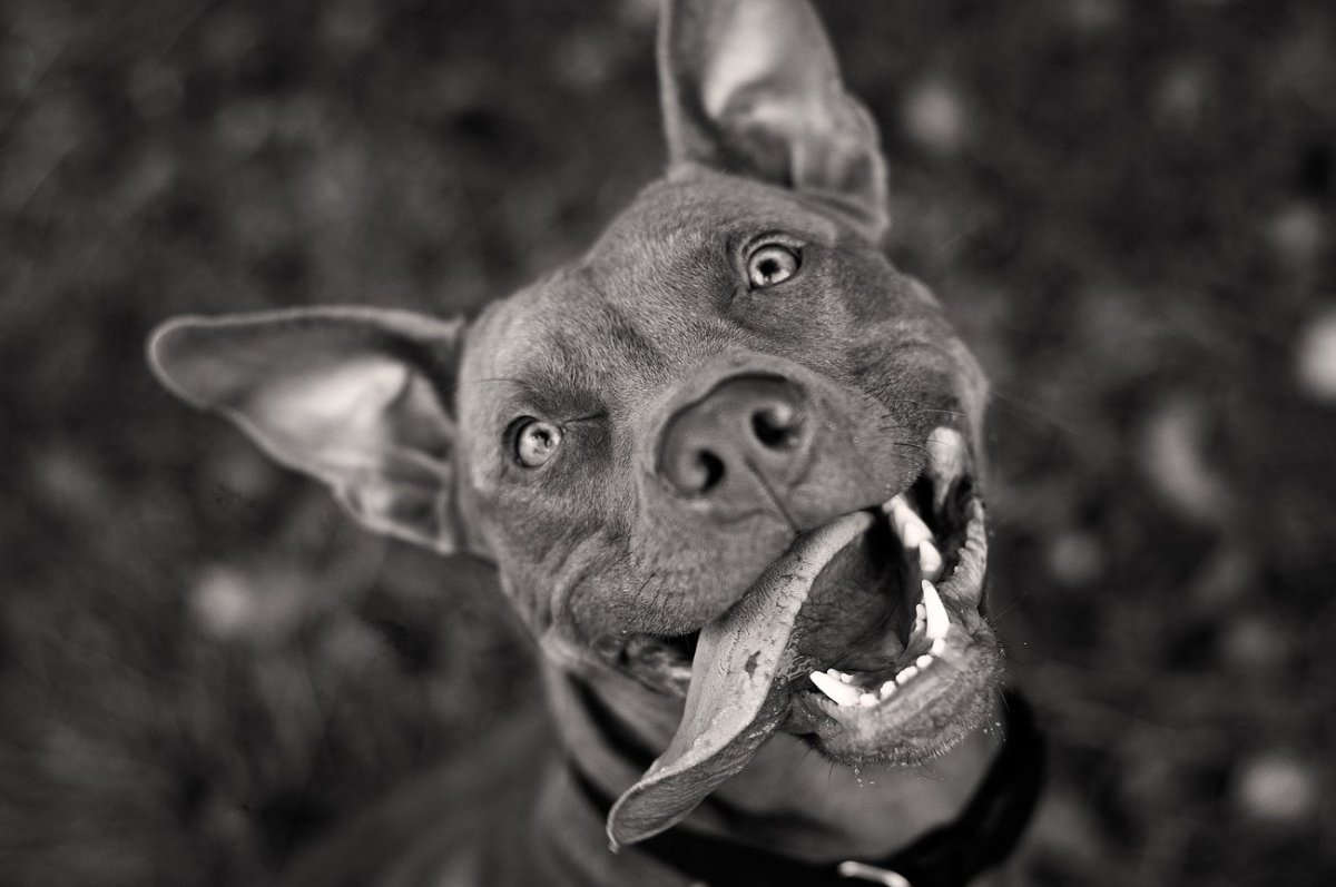 Американский питбультерьер