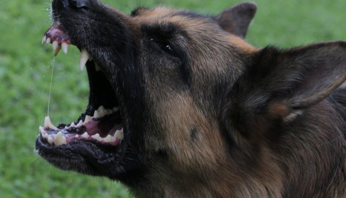 Лай немецкой овчарки