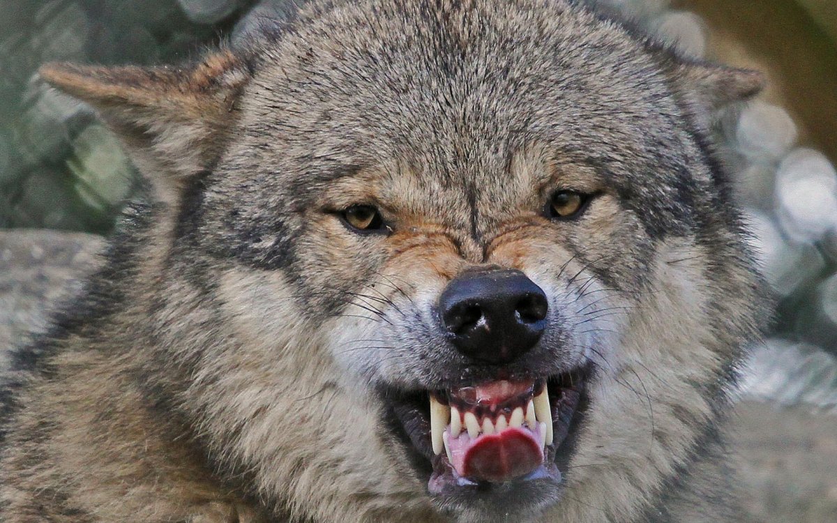 Волчий оскал Сумерки