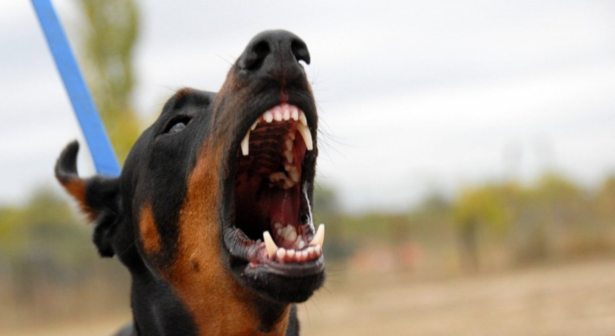 Собака Доберман лает