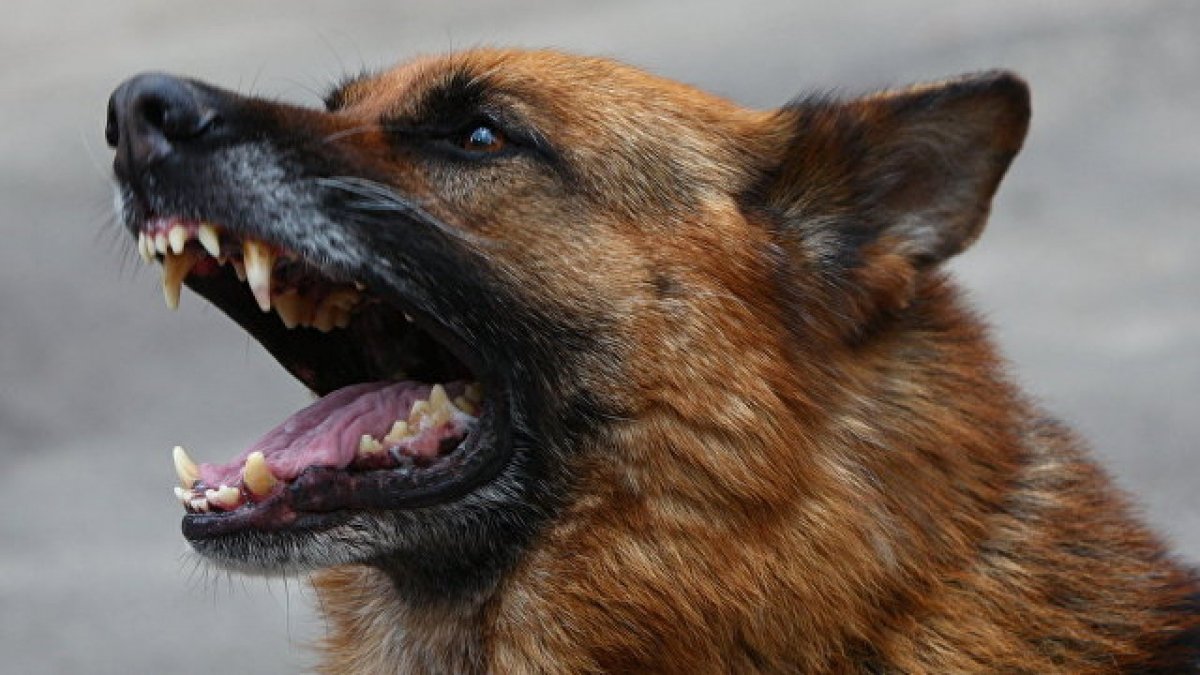 Собака овчарка немецкая злая