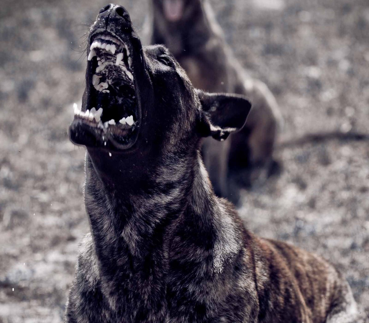 Оскал собаки красивые фото