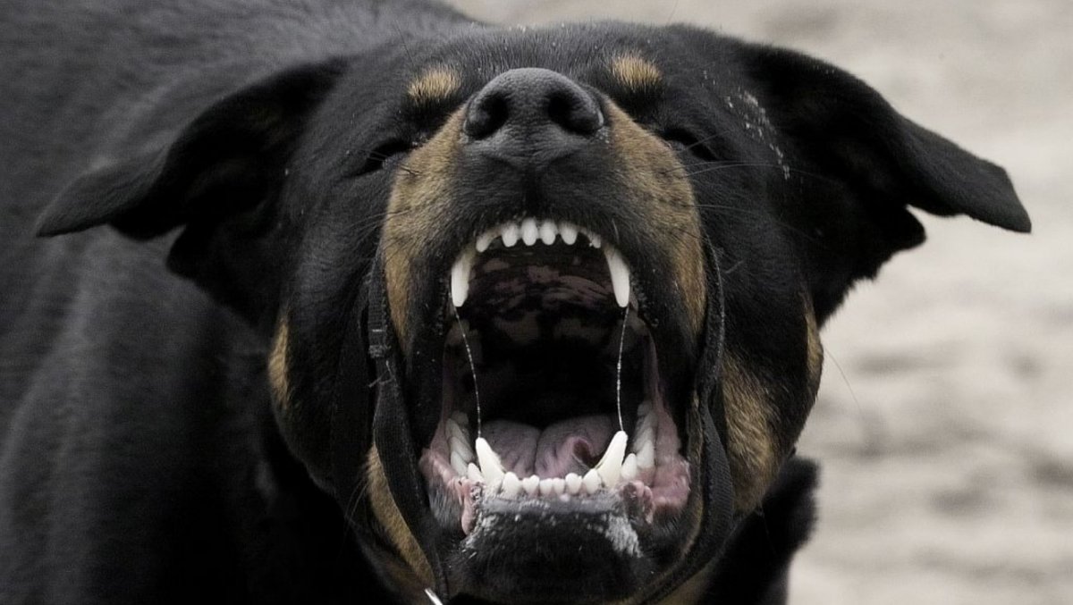 Ротвейлер собака убийца злой