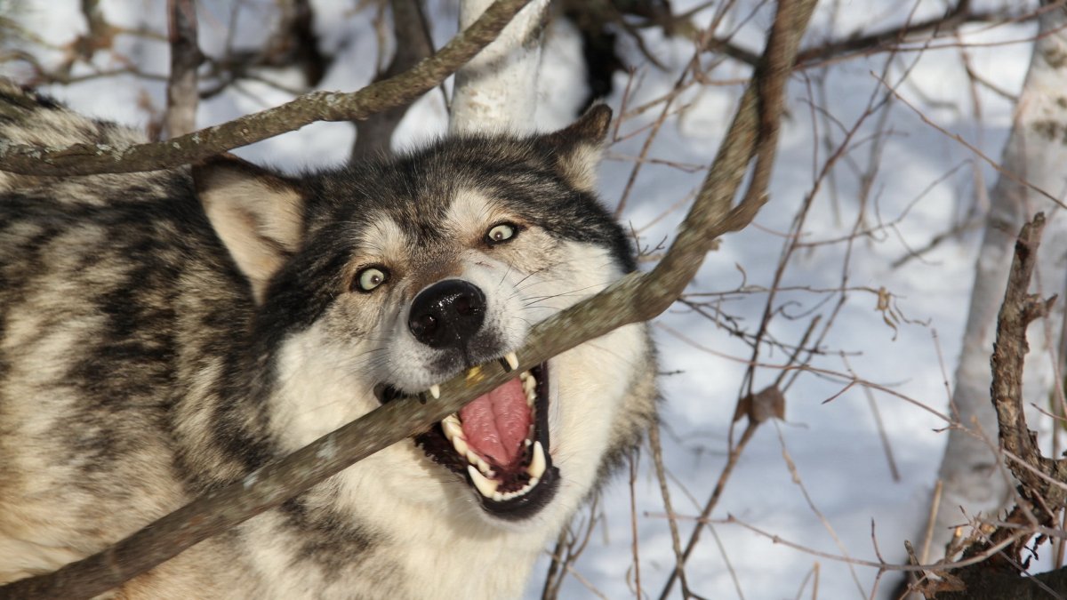 Аляскинский волк