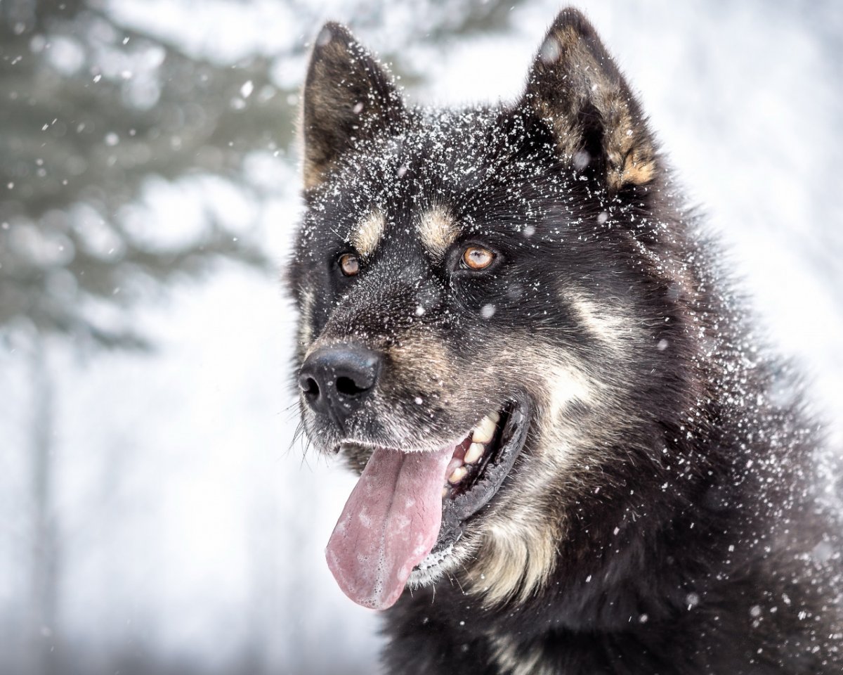 Коричневый хаски оскал