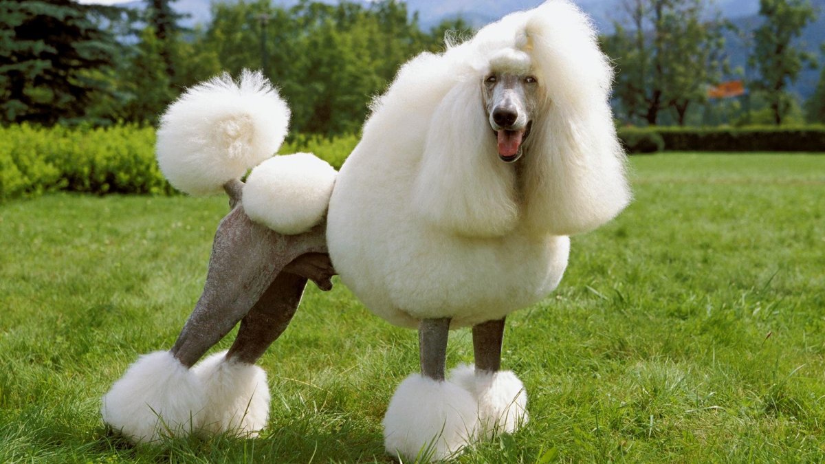 Пудель агути