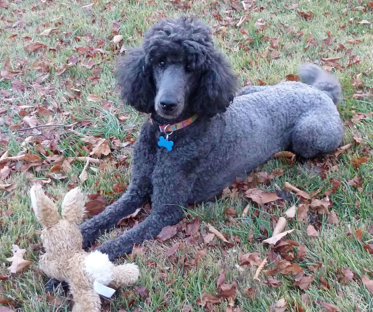 Голубой Королевский пудель