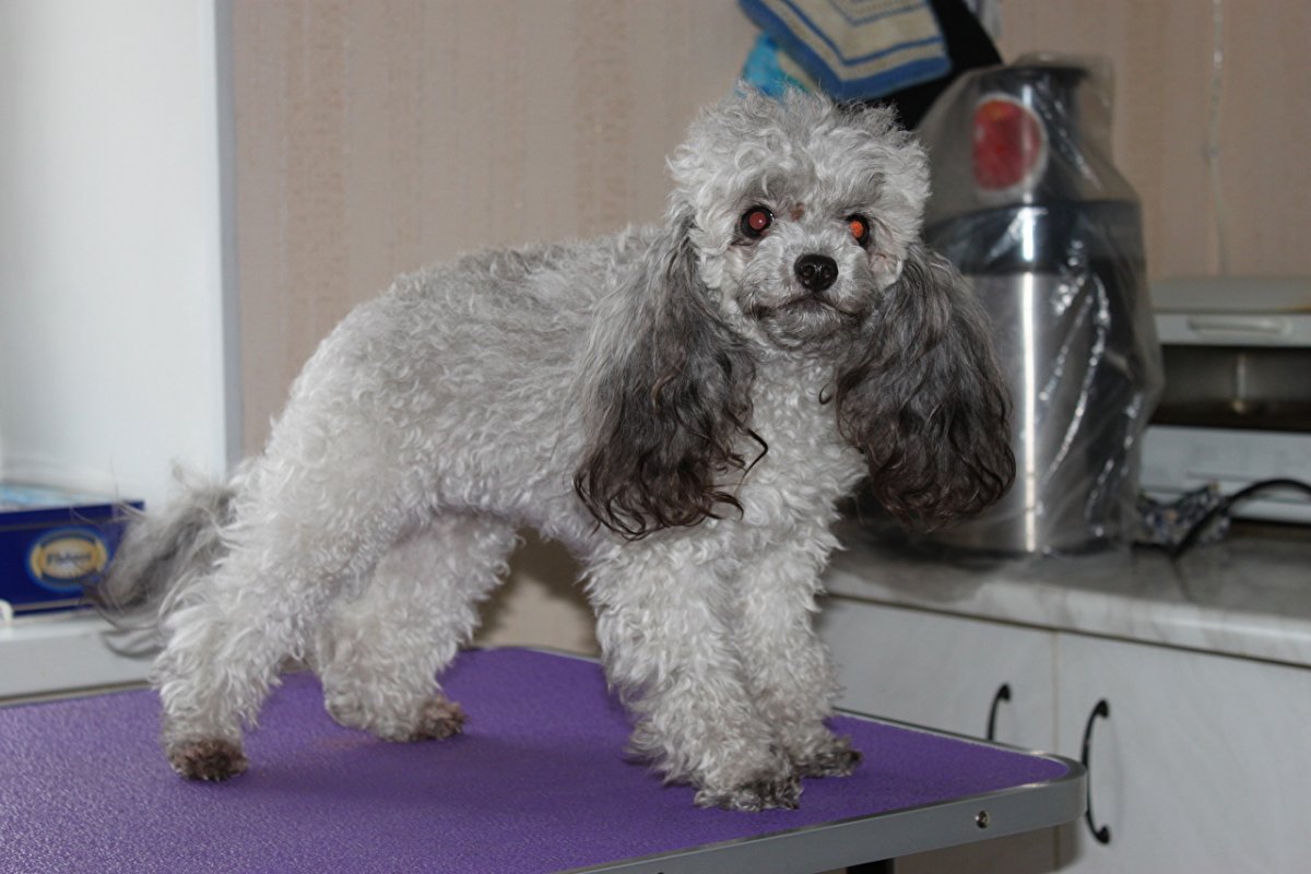 Малый серебристый пудель