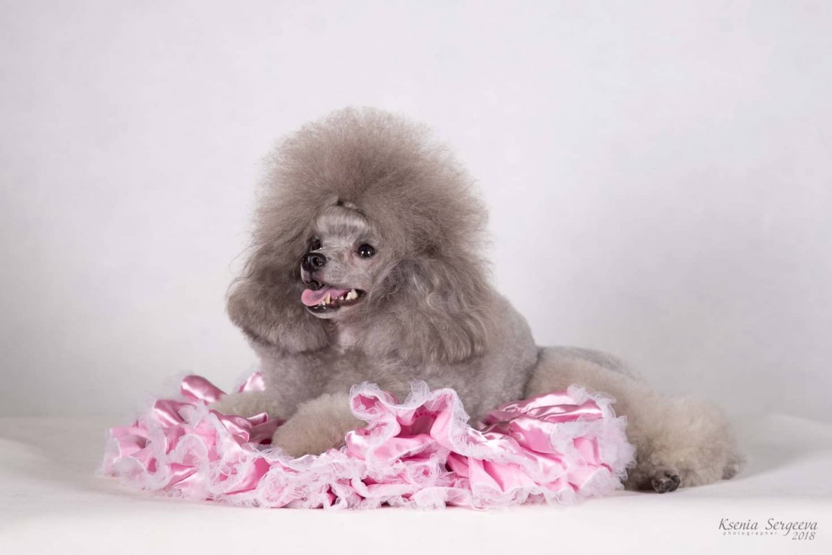 Белый пудель Королевский морда