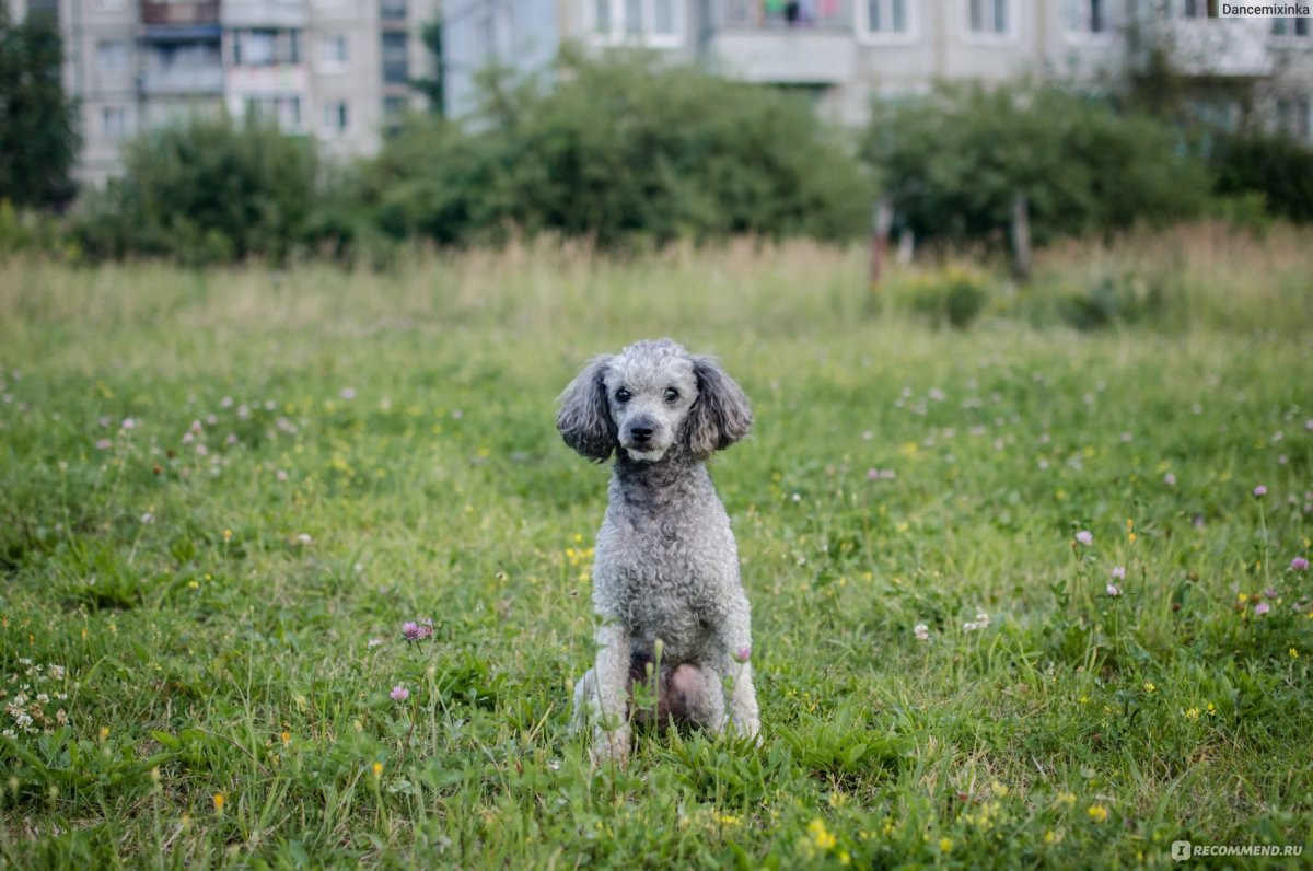 Карликовый пудель