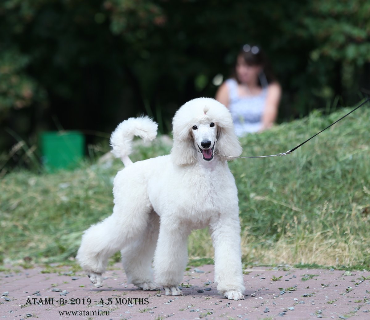 Карликовый пудель улыбается