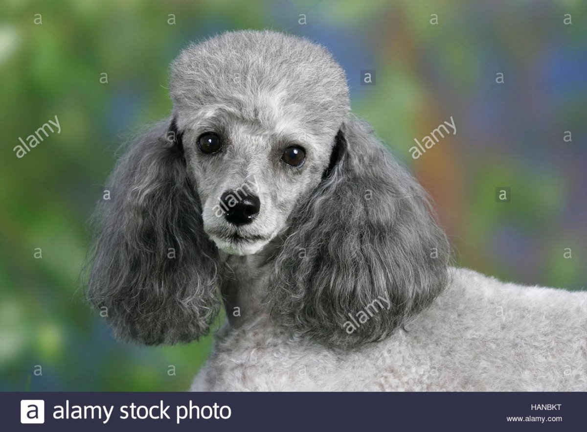 Серебряный карликовый пудель