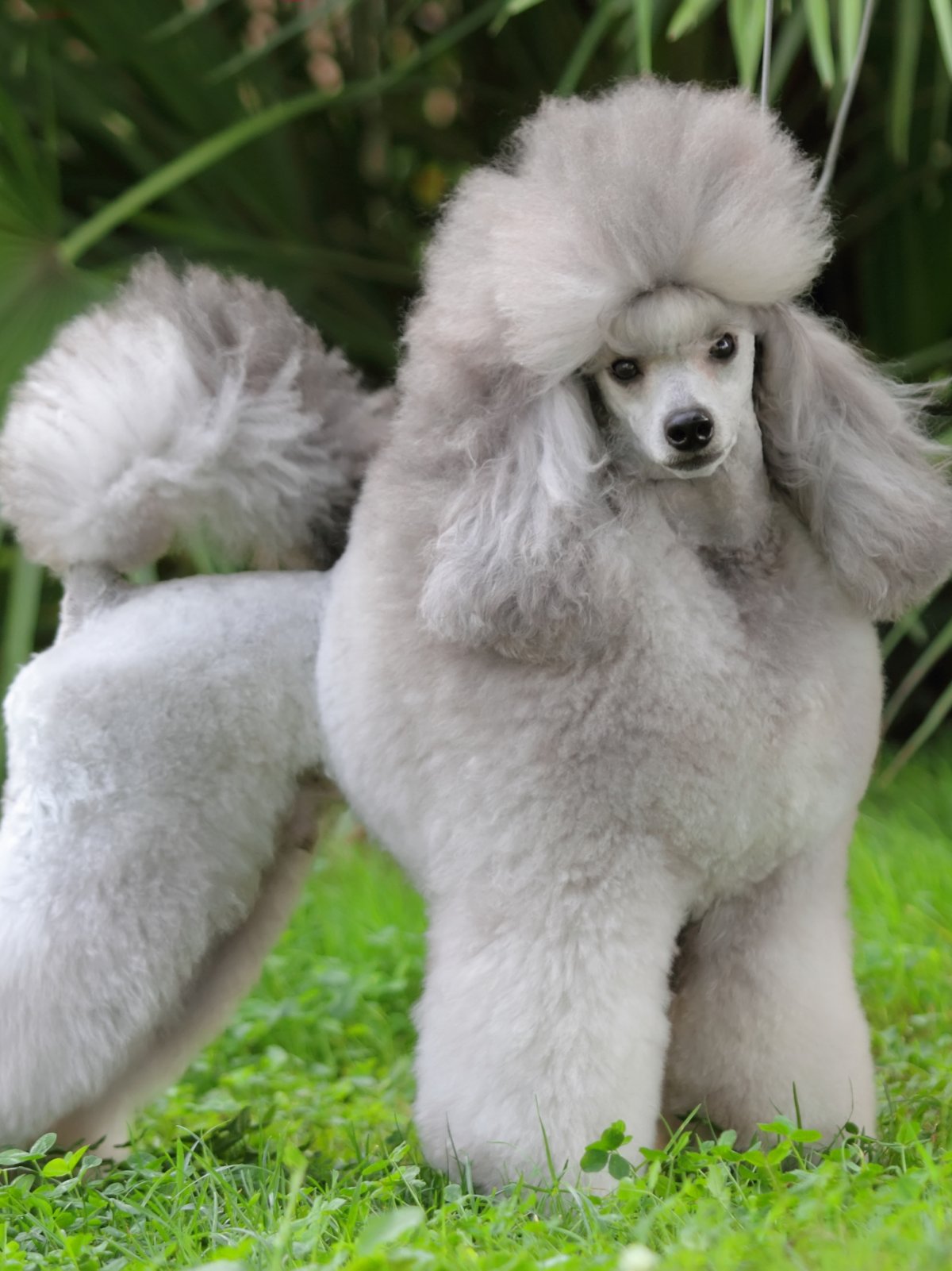 Обои на телефон пудель