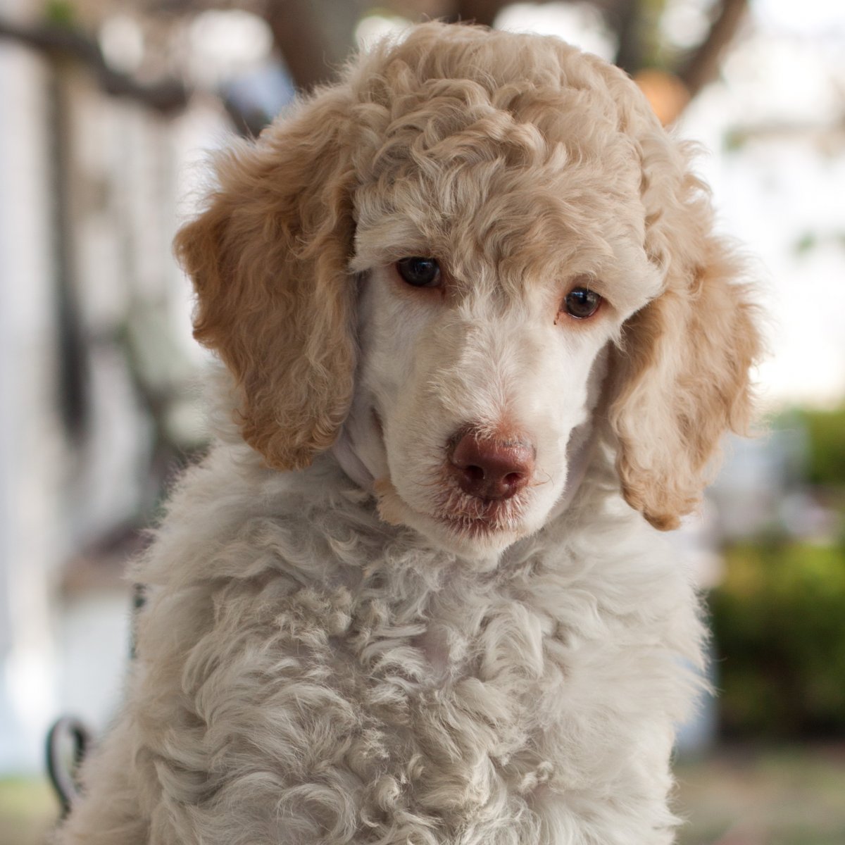 Пудель Томми