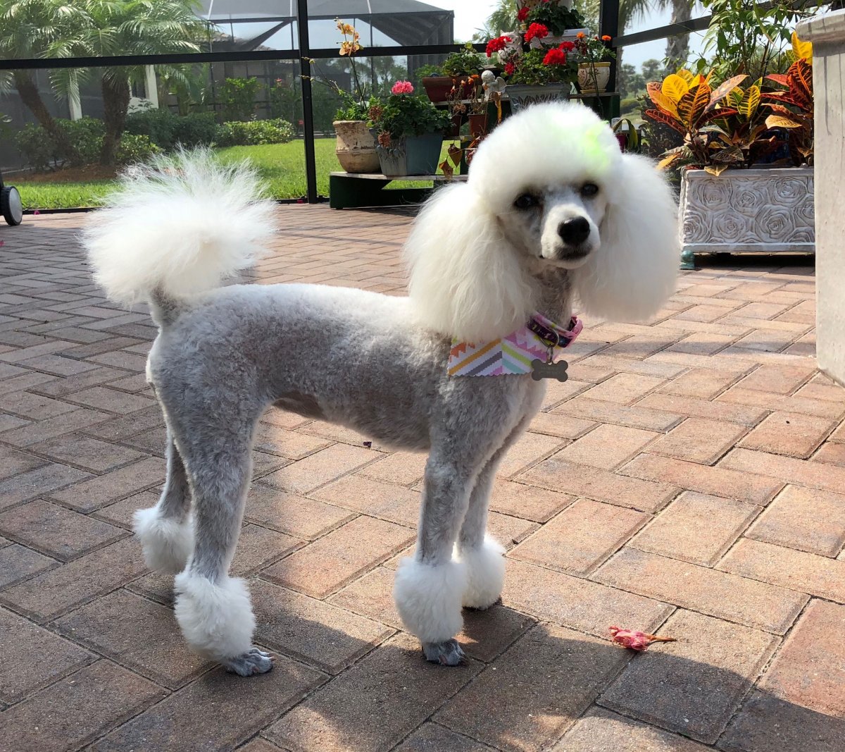 Той пудель белый