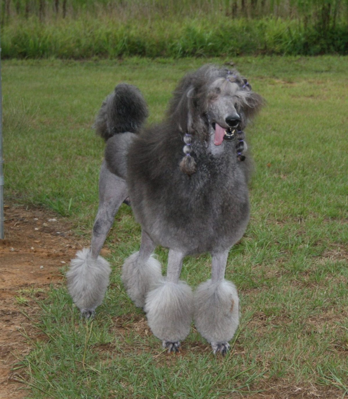 Дымчатый пудель Королевский