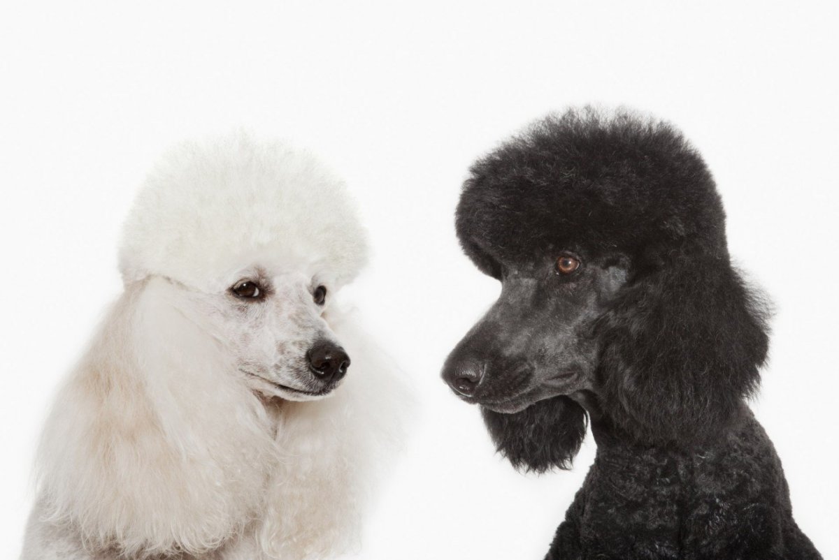 Королевский пудель черный