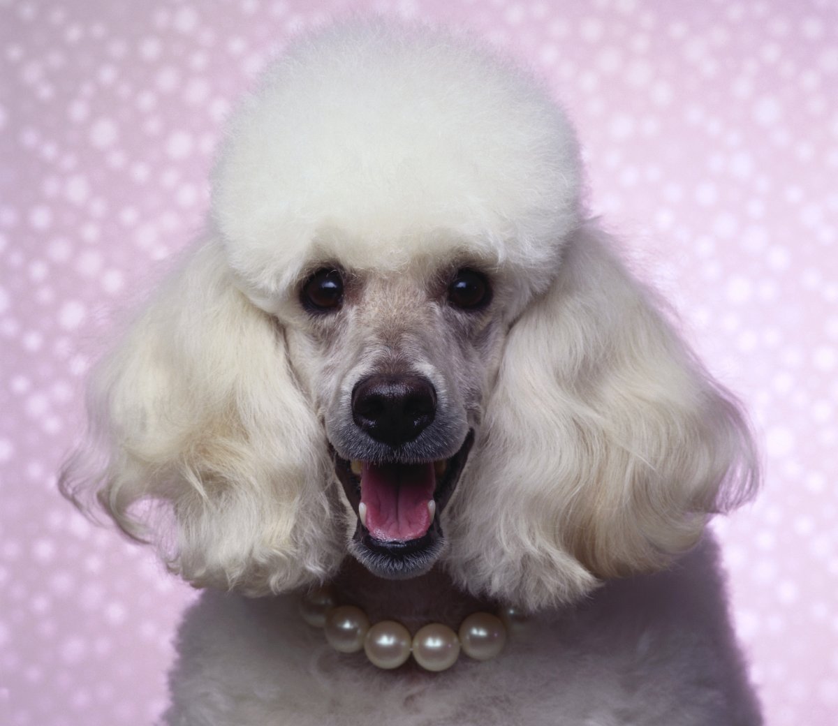 Белый пудель собака