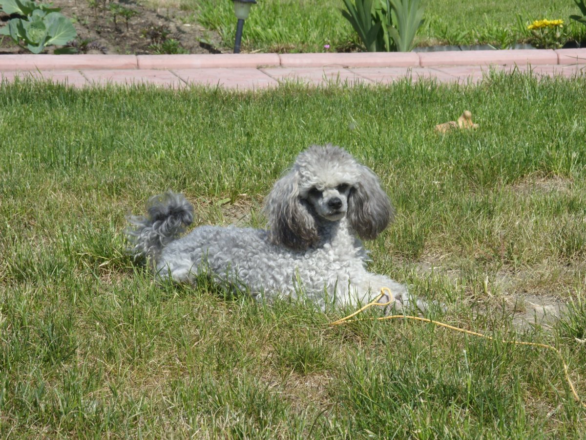 Пудель пепельный щенок