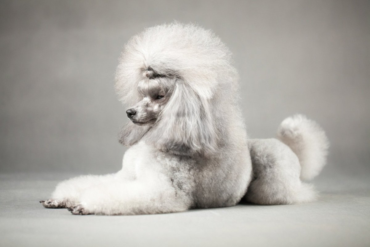 Кеннель пудель