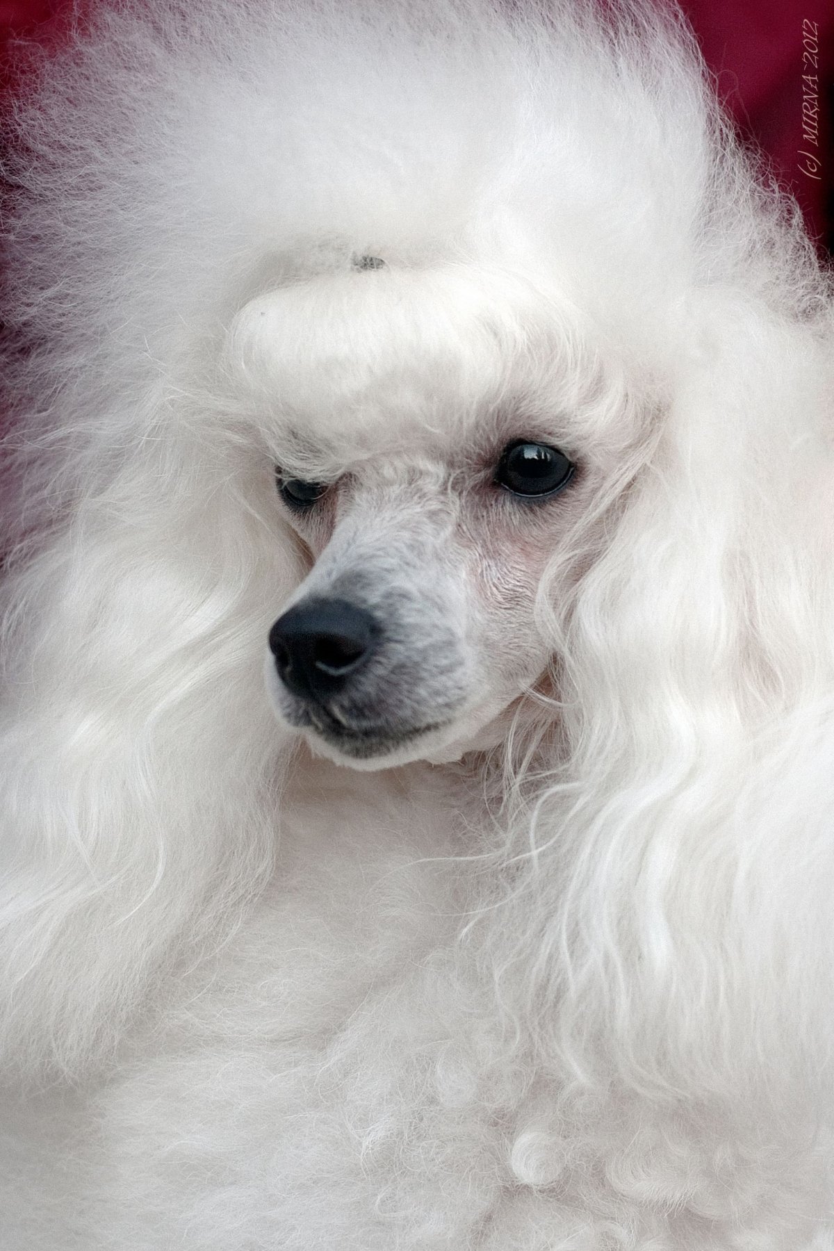 Серый Королевский пудель