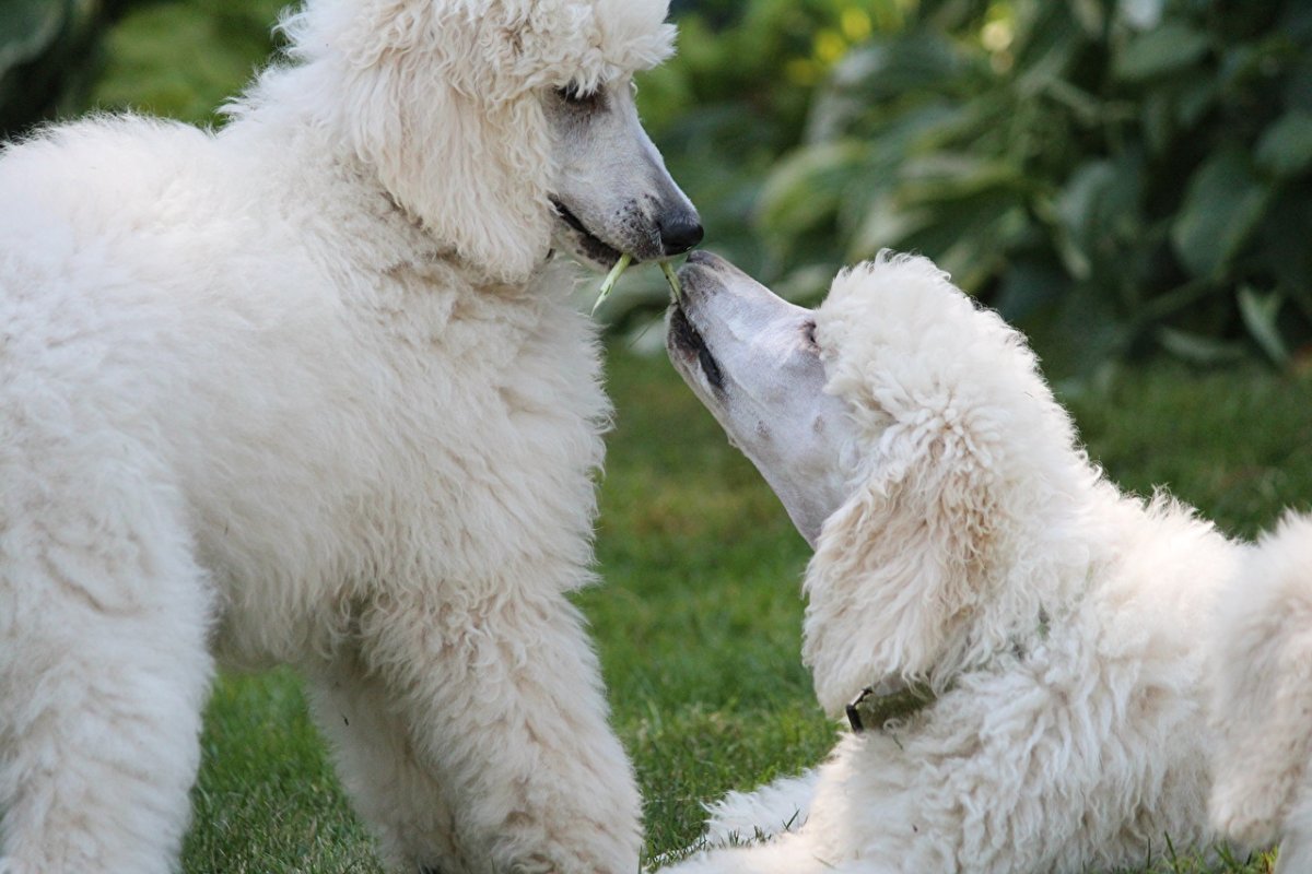 Королевский пудель