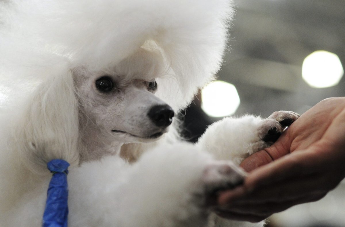 Померанский пудель