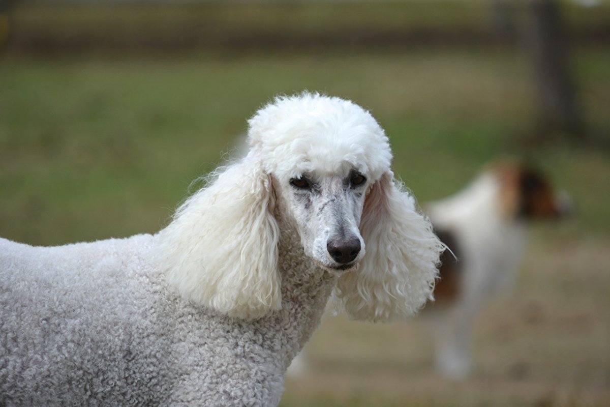 Белый пудель