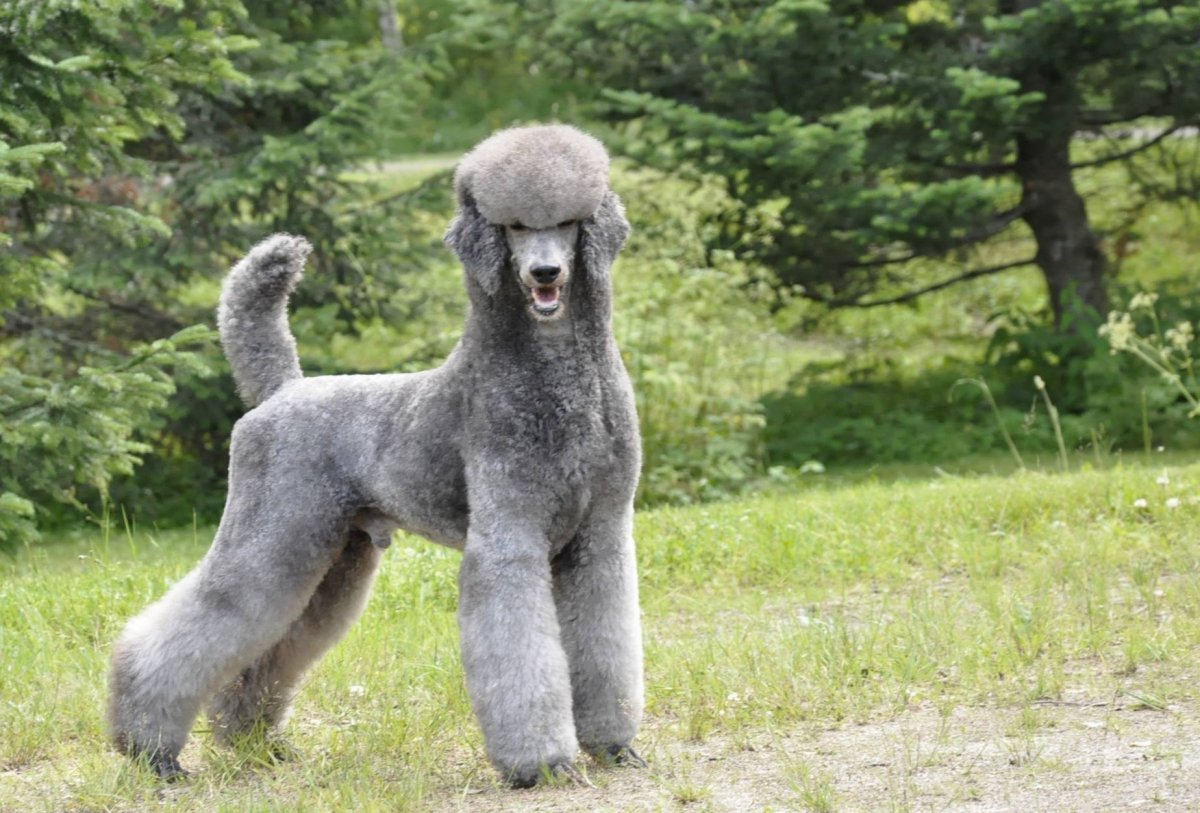 Королевский пудель стриженный