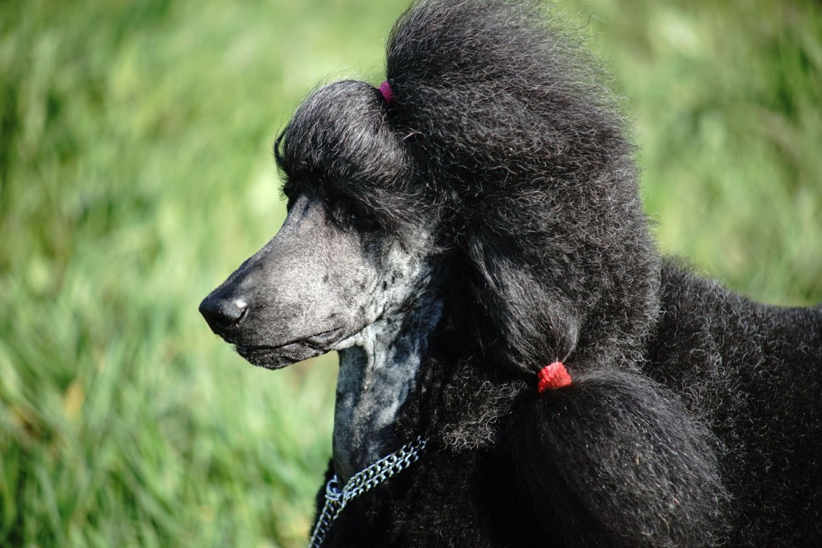 Стрижка пуделя Кеннель