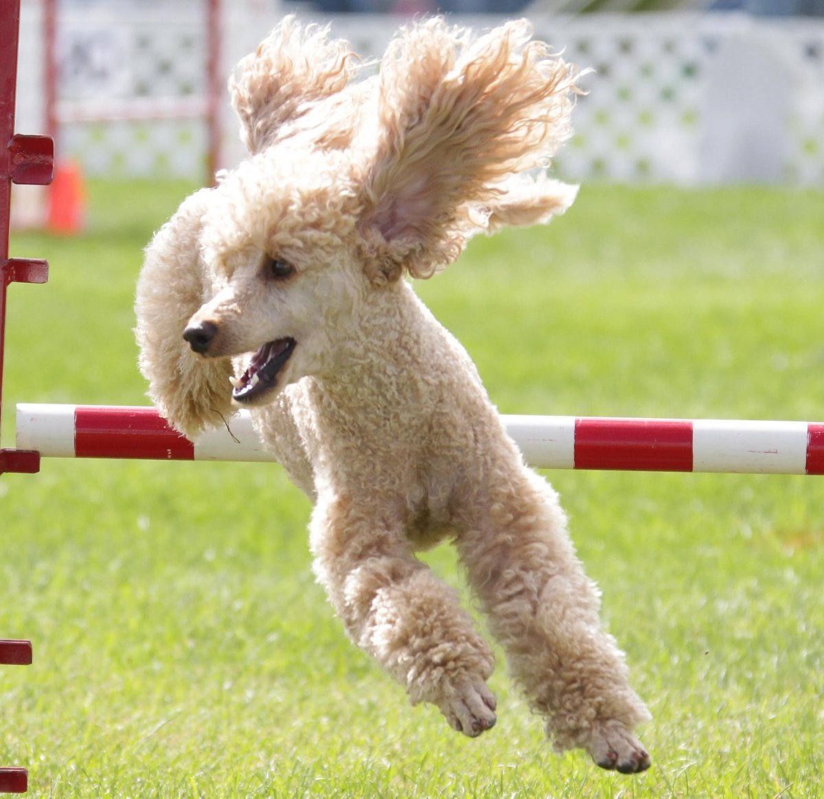 Пудель малый карликовый Королевский