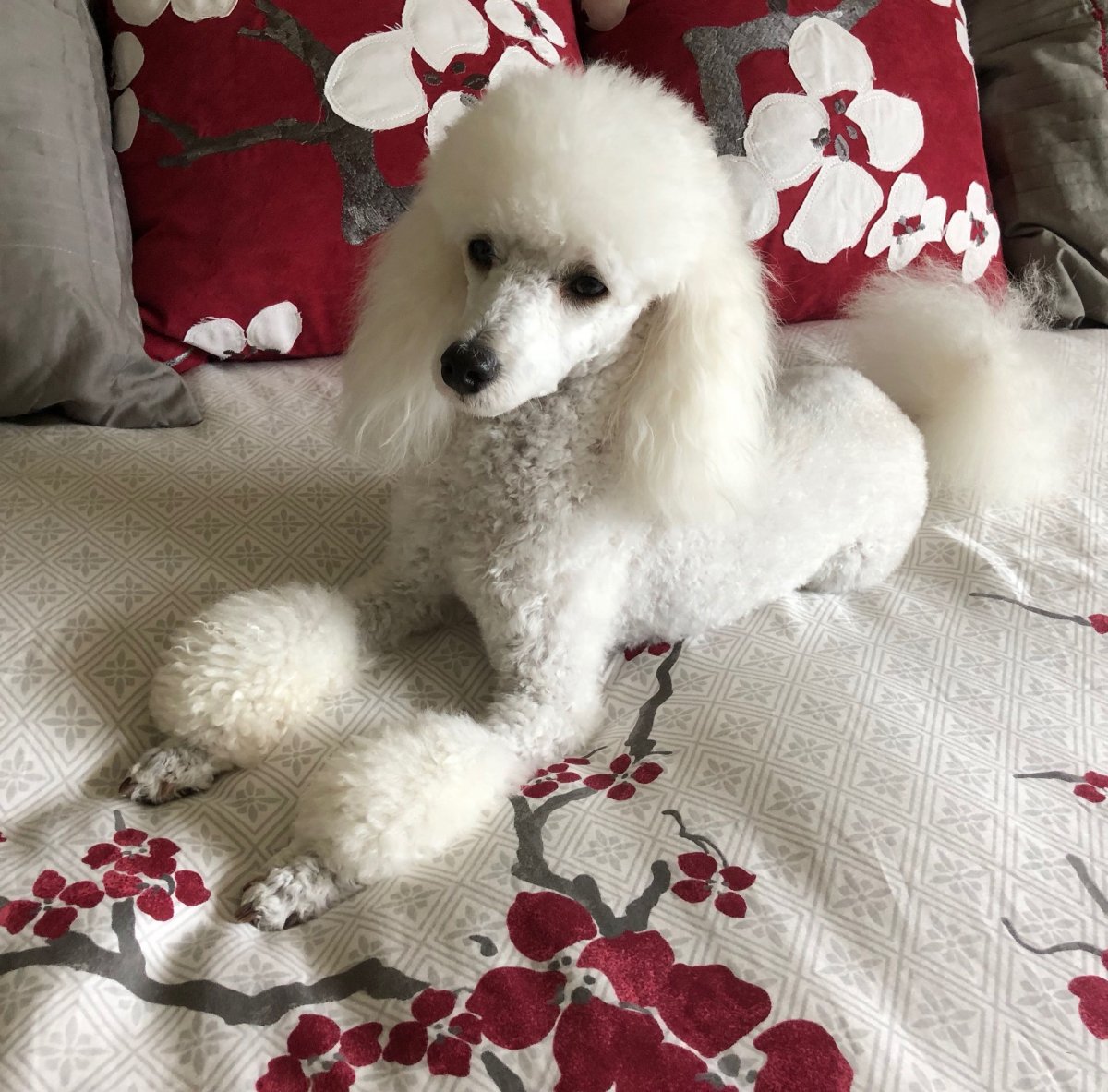 Японский пудель мини