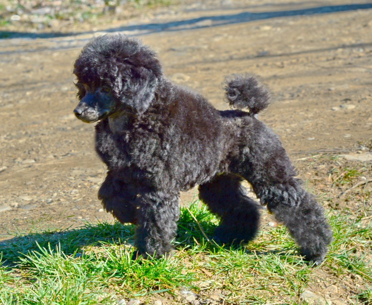 Пудель маленький белый с хвостиком