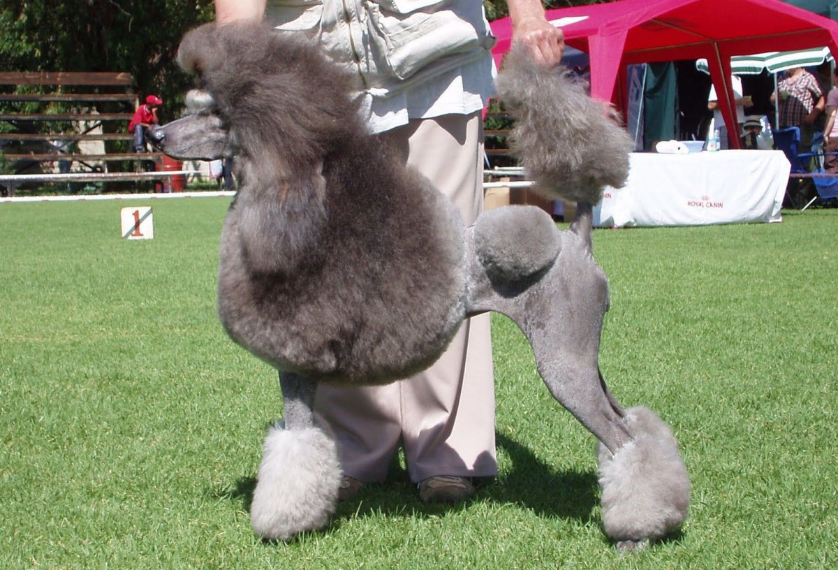 Белый пудель