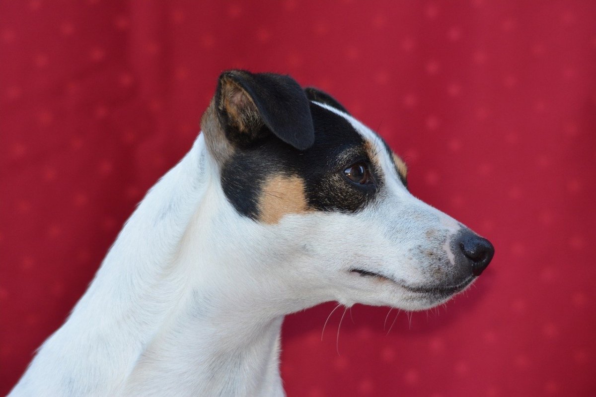 Собака Джек Рассел терьер