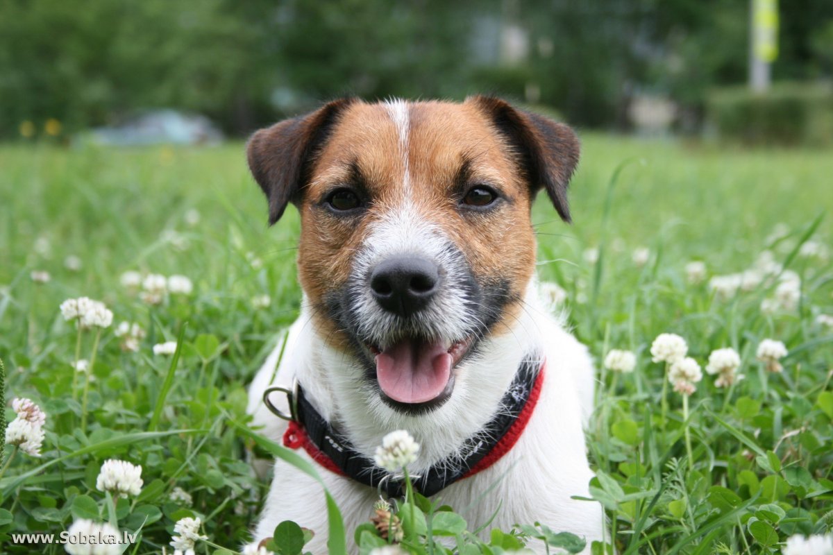 Парсон Рассел терьер щенки