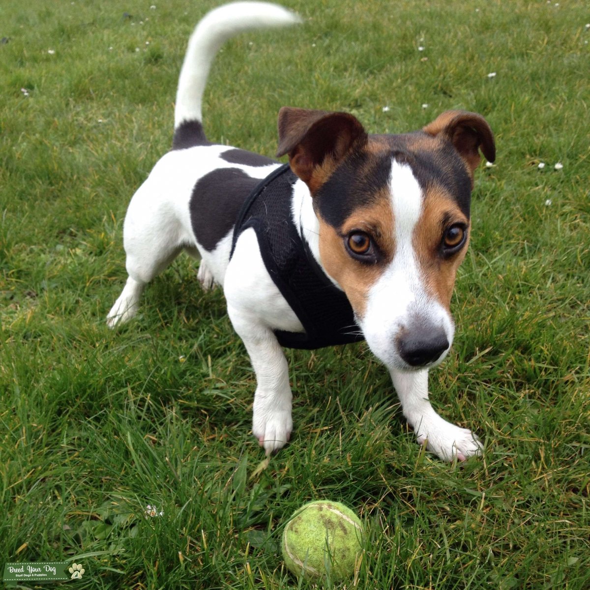 Джек Рассел терьер с бантиком