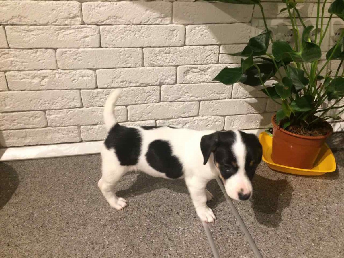 Джек Рассел терьер в деревне