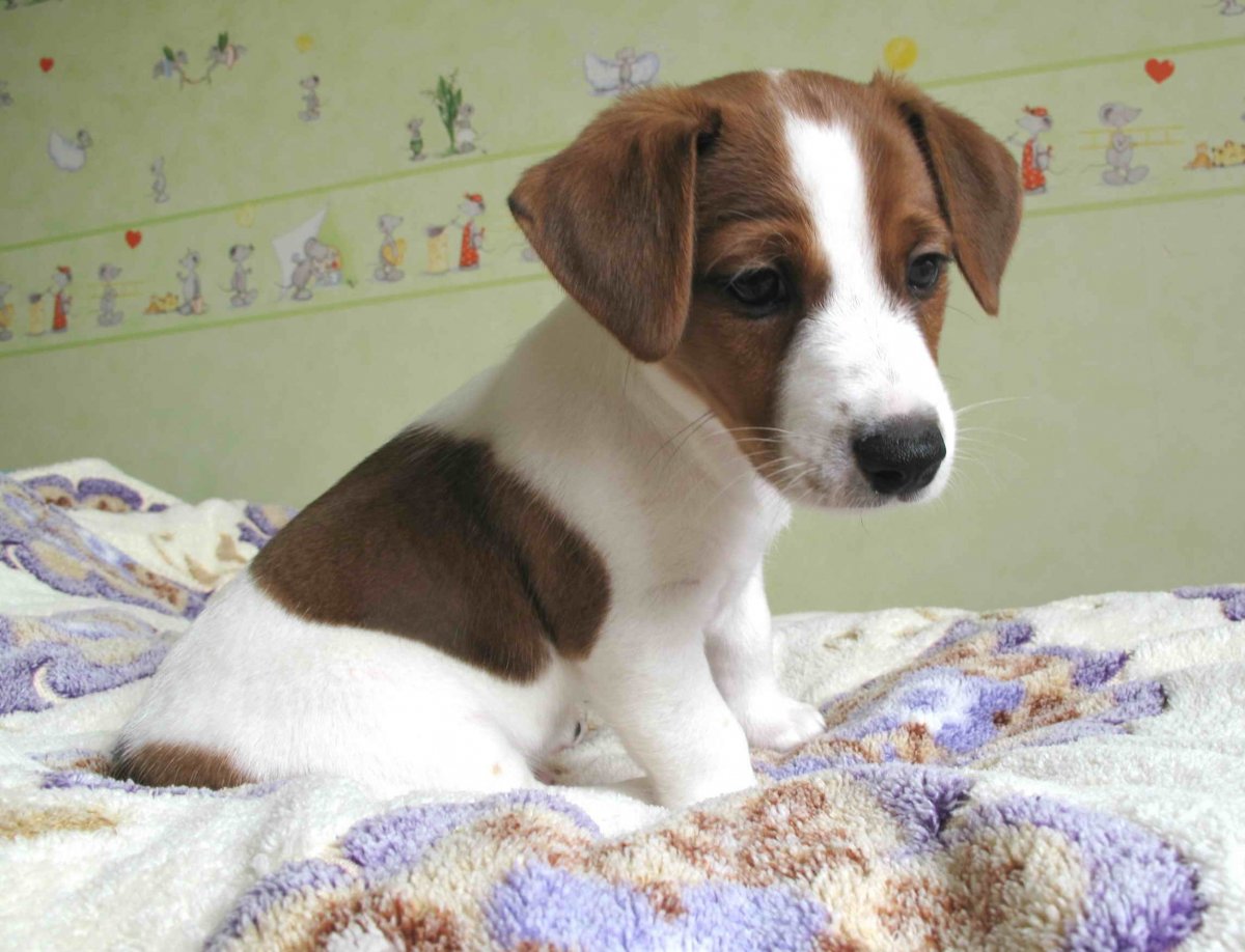 Джек-Рассел-терьер рост