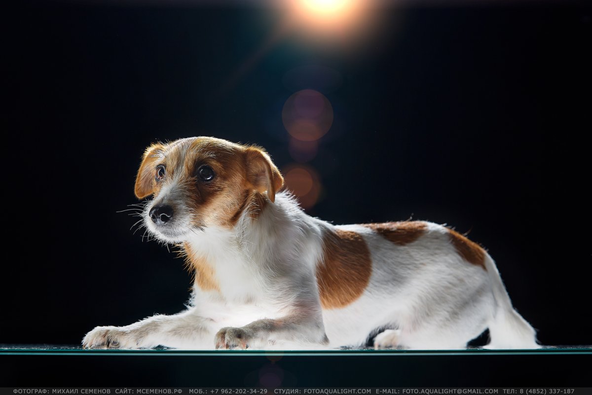 Джек Рассел терьер щенок альбинос