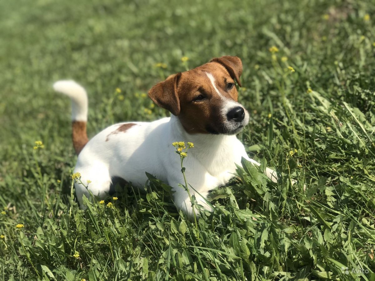 Джек Рассел чемпионы