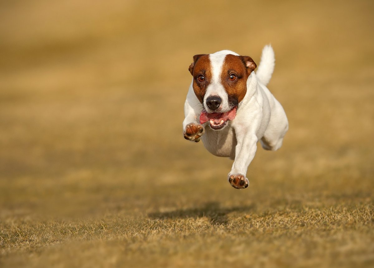 Джек Рассел принц