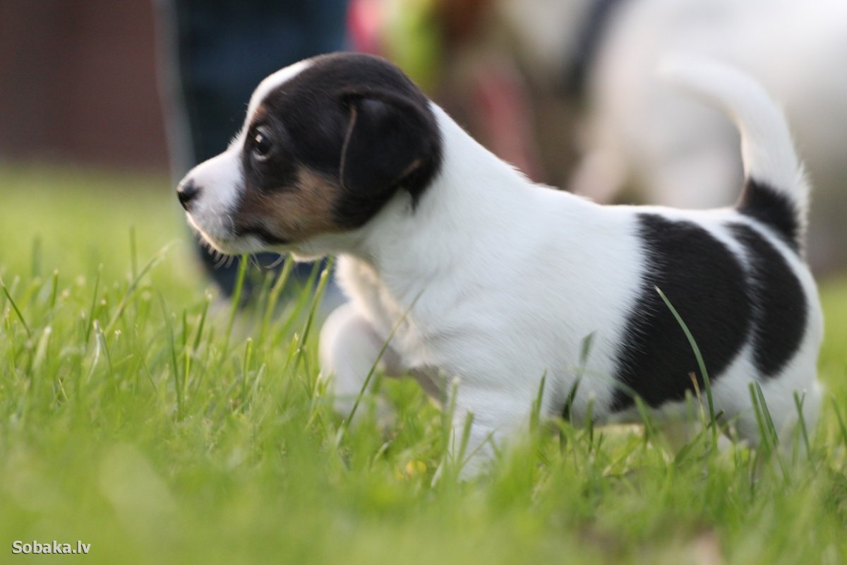 Джек Рассел терьер