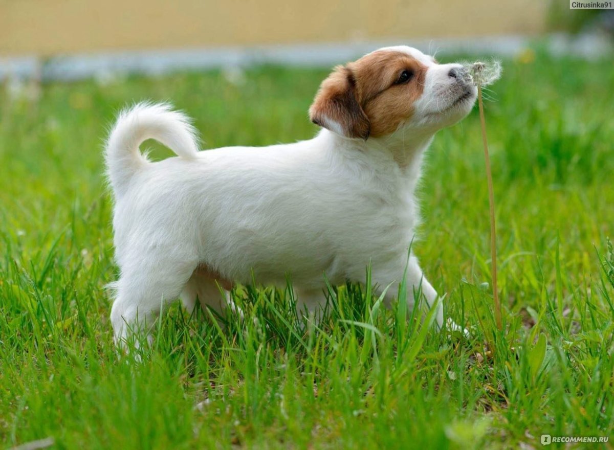 Джек Рассел трехцветный