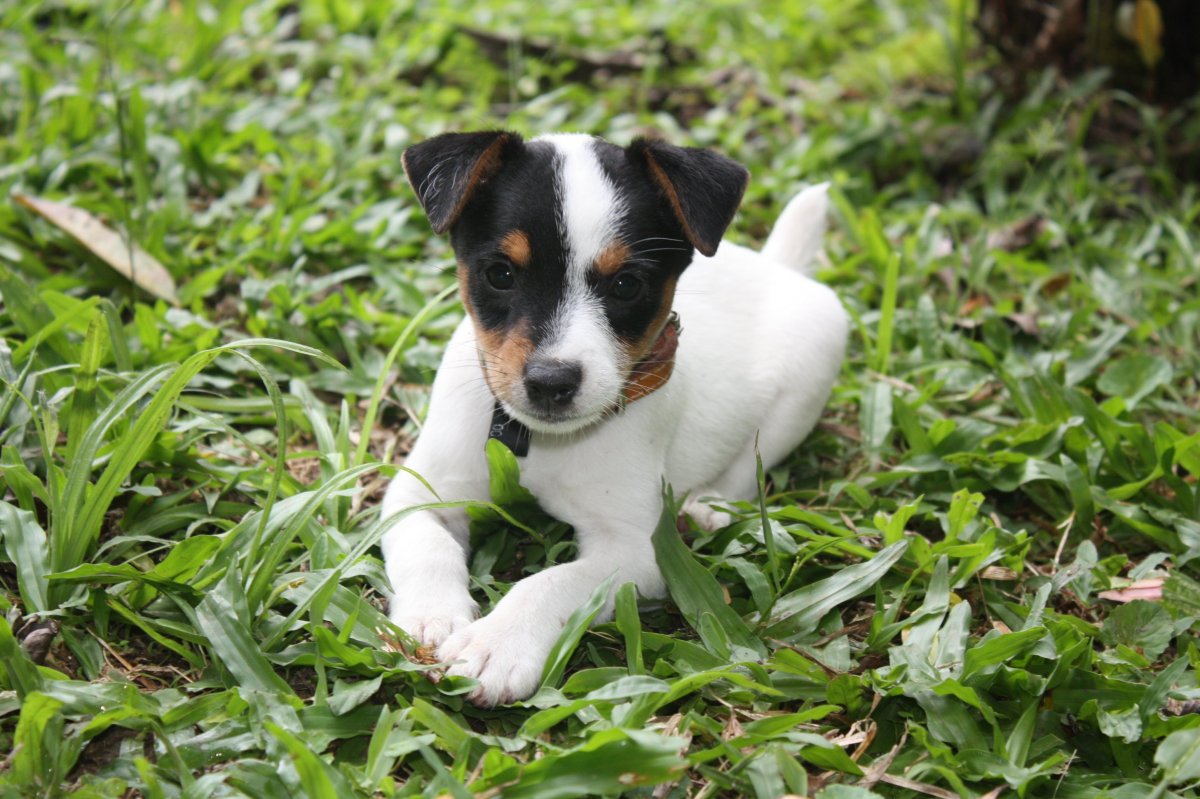 Джек Рассел трехцветный