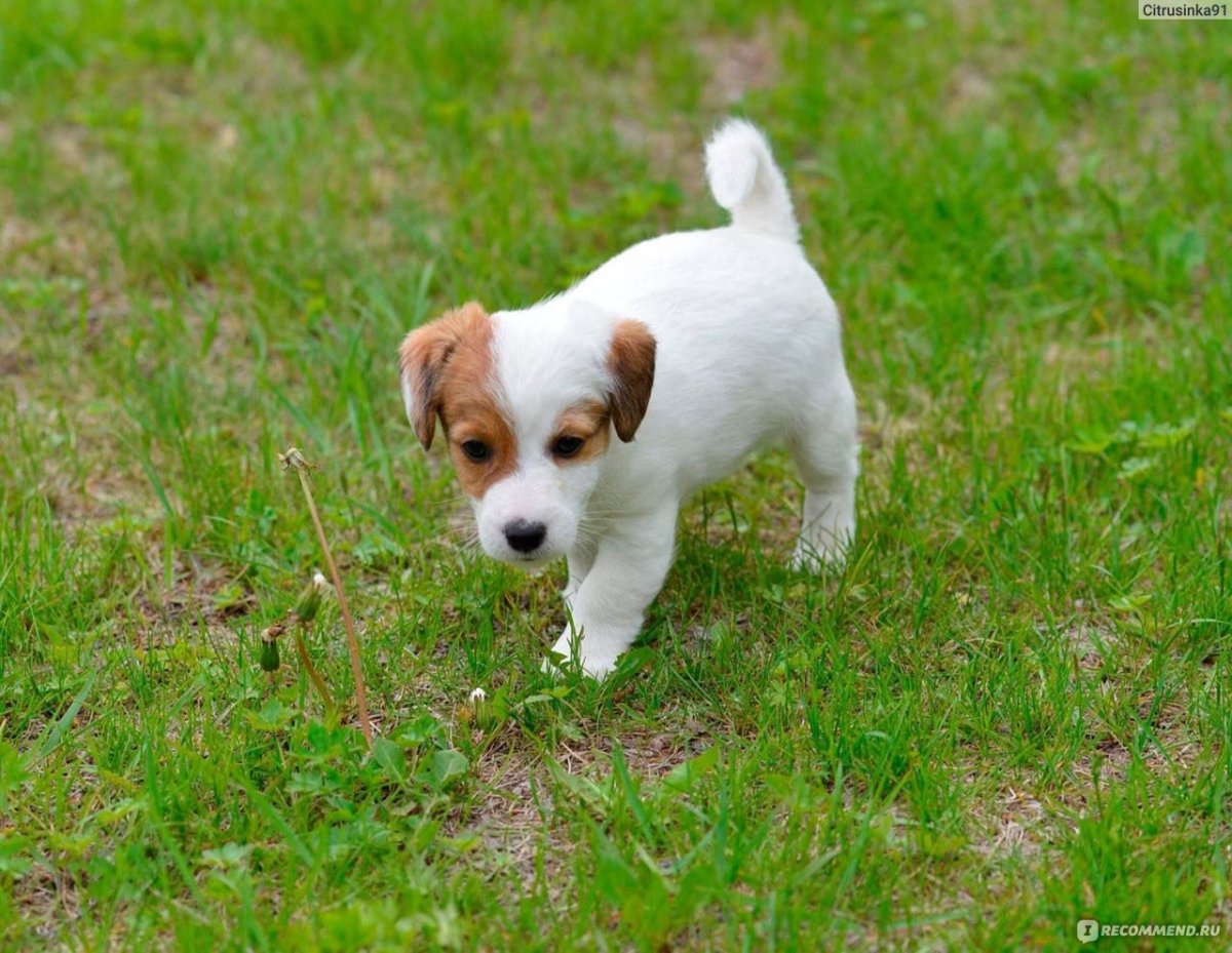 Джек Рассел терьер пушистый
