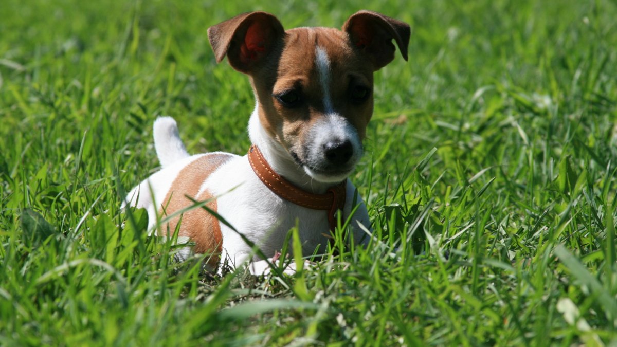 Толстый Джек Рассел терьер