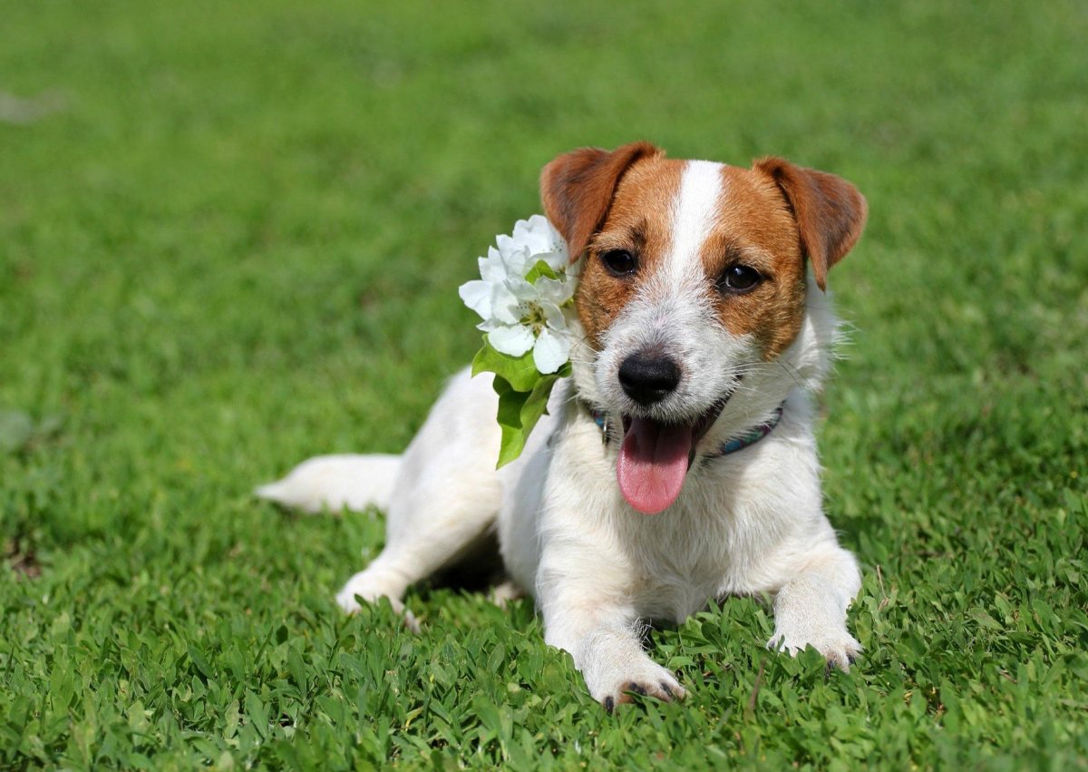 Собака Джек Рассел терьер