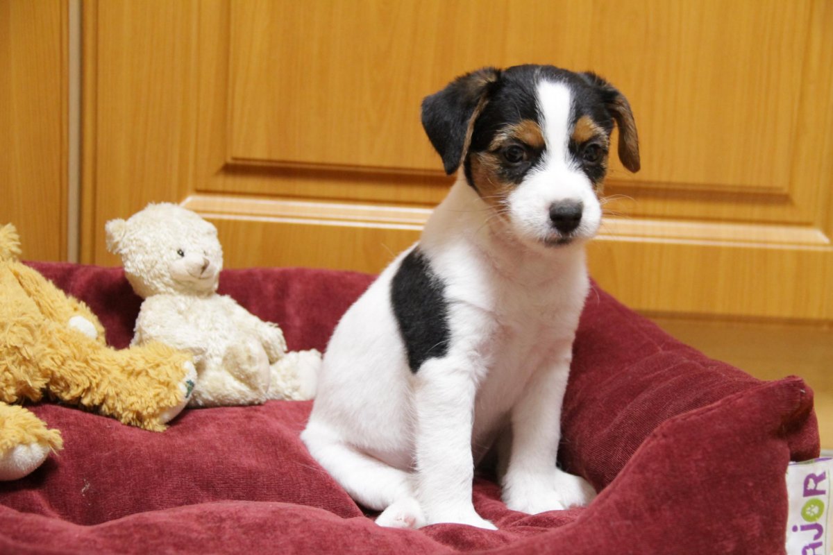 Джек Рассел терьер сука